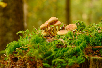 mushroom in the forest