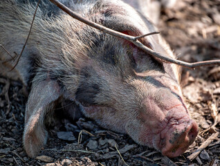near view photo of the head of a sleeping pink pig with gray hairs