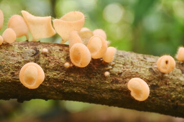 fungi cup mushroom growth for rain season on tree trunk in Chet Kod waterfall on Thailand 