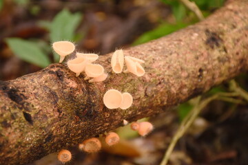 fungi cup mushroom growth for rain season on tree trunk in Chet Kod waterfall on Thailand 