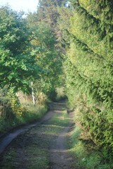 path in the woods