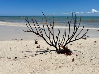 Dry driftwood on a sandy shore against the backdrop