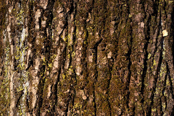 Fototapeta premium The texture of poplar bark. Close-up