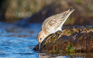 Dunlin - young bird at a seashore on the autumn migration way