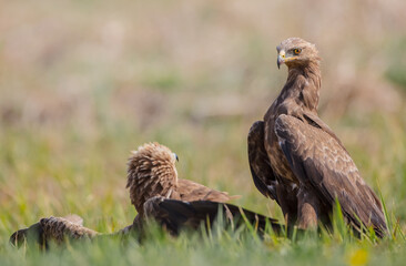 Lesser spotted eagle - pair of birds in spring
