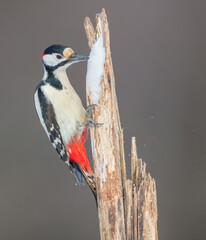Great Spotted Woodpecker - male - in the wet forest in winter