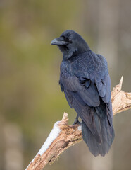 Common Raven - in winter at a wet forest