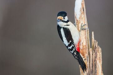 Great Spotted Woodpecker - male - in the wet forest in winter