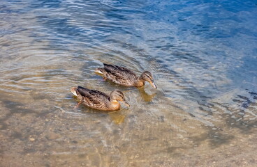 Two MALLARD ducks close-up on the background of lake water in summer