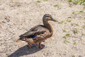 MALLARD duck close-up on the background of sand beach in summer