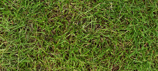 Green grass pattern of green lawn