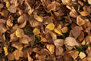 Fallen yellow leaves on the ground