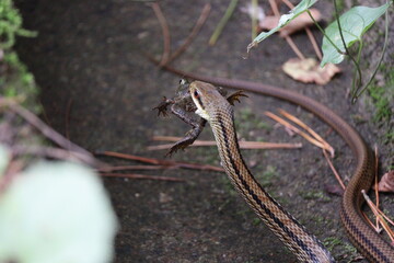 Japanese striped snake caught a frog