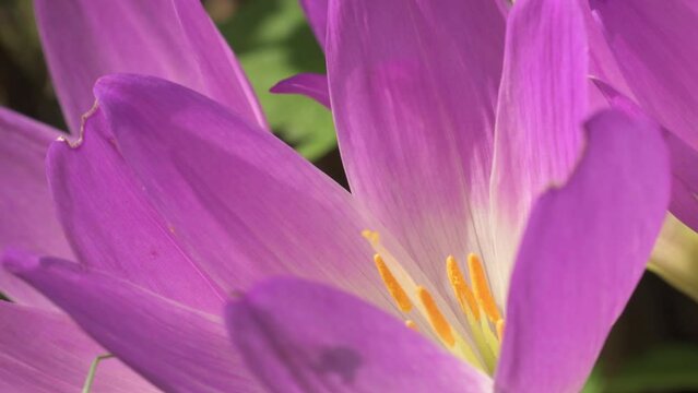 flowering beautiful white - violet crocuses at sunny autumn day. macro
