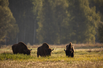 European bison - Bison bonasus in the Knyszyńska Forest (Poland)