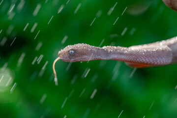 close up of brown mangrove pit viper, trimeresurus purpureomaculatus, in the middle of the rain