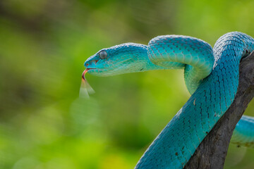  Close up shot of male blue white lipped Island pit viper snake Trimeresurus insularis hanging on a branch, natural bokeh background