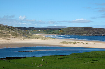 mur de pierres; prairie; vache; mouton; mer; Bettyhill; Ecosse; Grande Bretagne