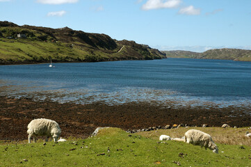 mouton; bord de mer; Kinlochbervie; Ecosse; Grande Bretagne