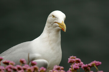 Goéland argenté,.Larus argentatus, European Herring Gull, Armérie maritime, Armeria maritima