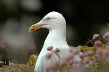 Goéland argenté,.Larus argentatus, European Herring Gull, Armérie maritime, Armeria maritima