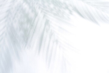 shadow of palm leaves on white background