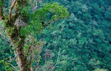 Foret primaire; Foret Amazonienne; Parc national de Manu; Perou