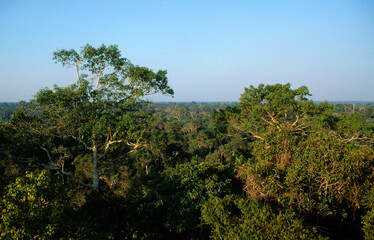 Foret primaire; Foret Amazonienne; Parc national de Manu; Perou