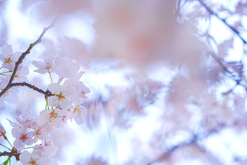 満開の桜