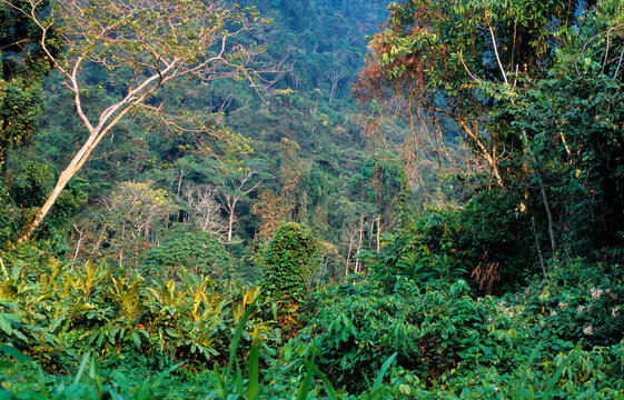 Foret primaire; Foret Amazonienne; Parc national de Manu; Perou