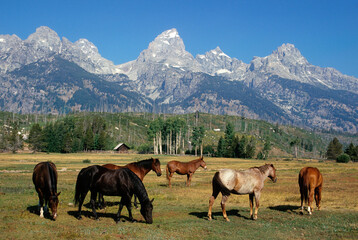 Fototapeta na wymiar Chevaux, Montagnes, Parc National du Grand Téton, Wyoming , USA