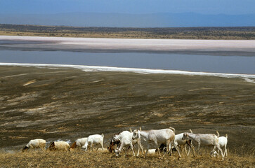 Fototapeta premium Chévre, Race naine d'Afrique orientale , Lac de soude Magadi , Kenya