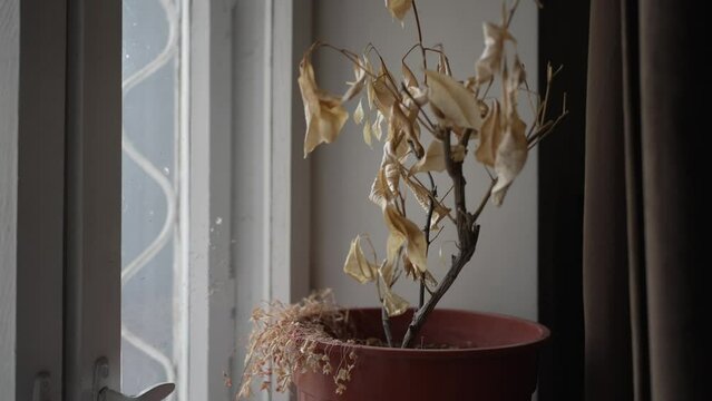 Wilted flower standing on the windowsill near the window, Unhealthy houseplant, yellowed leaves. Slow motion