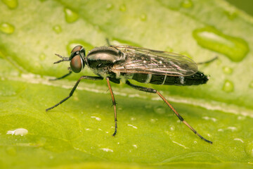 Diptera resting on a green leaf after the rain with copy space