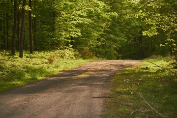 Gravel road in the forest on a sunny day. Country Road Bathed in Sunlight among woods.