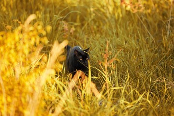 cat walking outside in the grass. Beautiful cat portrait in nature. Pet in Summer evening sun rays. Rural area.