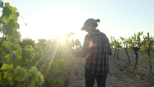 A diligent woman armer uses a tablet to analyze her vineyard at sunset, embodying insight and dedication