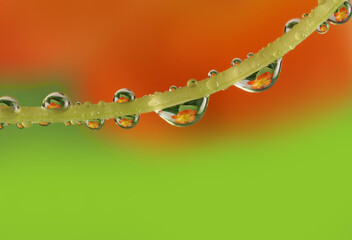 flower with dew dops - beautiful macro photography with abstract bokeh background