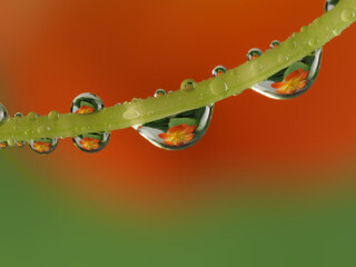 flower with dew dops - beautiful macro photography with abstract bokeh background