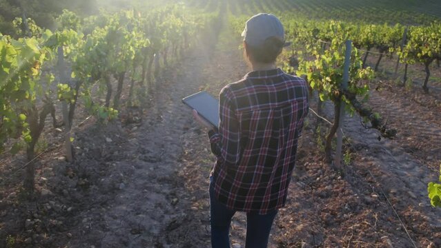 A diligent woman armer uses a tablet to analyze her vineyard at sunset, embodying insight and dedication