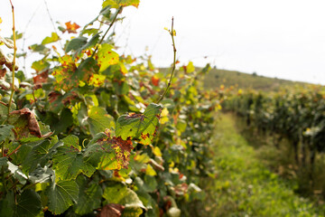 Fototapeta na wymiar Rows of grapes on a vineyard.