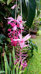 Exotic Pink Flower called Medinilla magnifica - vertical photo