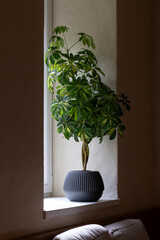 A schefflera plant grows in a pot on the windowsill.