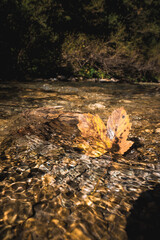 Autumn Leaf in Water