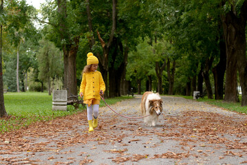Fototapeta premium Happy little girl playing with Shetland Sheepdog in the park