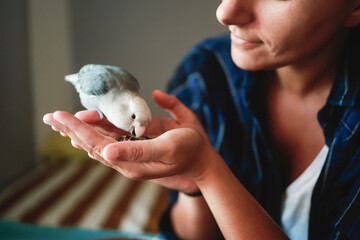 Woman pet and feed parrot bird at home - Owner and animal friendship and domestic life concept - obrazy, fototapety, plakaty