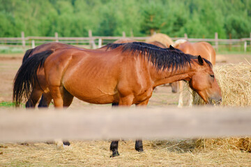 Fototapeta premium The mare and her foal graze together on the tender hay, nourishing themselves in the outside stable of the farm.