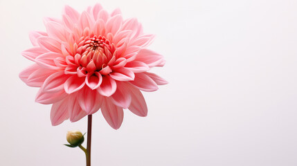 Artistic Floral Photography: Pink Blossoming Flower Close-Up with Space for Text