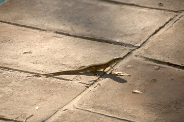 Italian wall lizard or ruin lizard (Podarcis siculus) in Tuscany