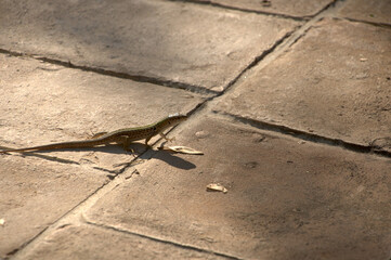 Italian wall lizard or ruin lizard (Podarcis siculus) in Tuscany